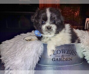 Pomeranian Puppy for sale in HOLLADAY, TN, USA