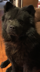 Father of the Chow Chow puppies born on 10/01/2017