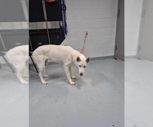 Siberian Husky Dogs for adoption in St. Cloud, FL, USA
