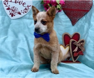 Australian Cattle Dog Puppy for sale in LANCASTER, PA, USA