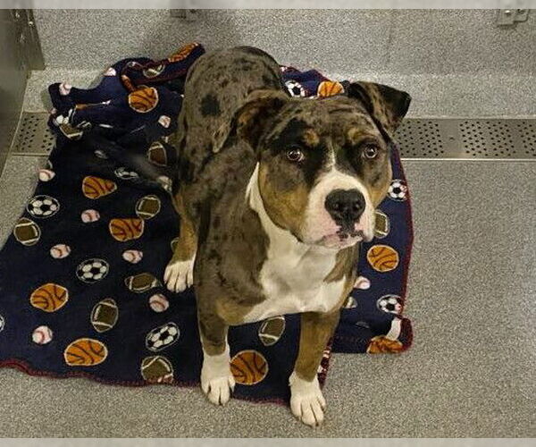 Medium Photo #1 Mutt Puppy For Sale in Orange, CA, USA