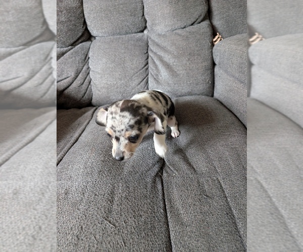 Medium Photo #5 Chiweenie Puppy For Sale in CAMANO ISLAND, WA, USA