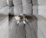 Small Photo #9 Chiweenie Puppy For Sale in CAMANO ISLAND, WA, USA