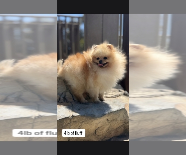 Medium Photo #1 Pomeranian Puppy For Sale in LOS ANGELES, CA, USA