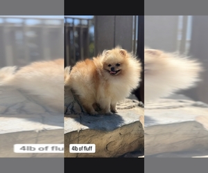 Father of the Pomeranian puppies born on 07/03/2026