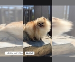 Small Photo #1 Pomeranian Puppy For Sale in LOS ANGELES, CA, USA