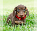 Small #2 Dachshund