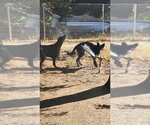 Small Photo #4 Doberman Pinscher Puppy For Sale in Parlier, CA, USA