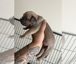 Puppy 3 American Bully