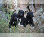 Small Photo #2 Poodle (Standard) Puppy For Sale in COLUMBUS, NE, USA