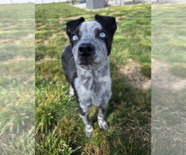 Medium Photo #1 Mutt Puppy For Sale in Sandy, UT, USA