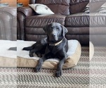 Small Photo #1 Labrador Retriever Puppy For Sale in STANWOOD, WA, USA