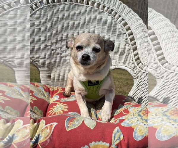 Medium Photo #6 Chihuahua Puppy For Sale in Attalka, AL, USA