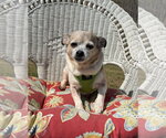 Small #5 Chihuahua