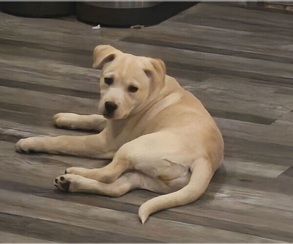 Medium Photo #4 Golden Retriever-Unknown Mix Puppy For Sale in Pottstown, PA, USA