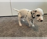Small Photo #6 Dalmatian Puppy For Sale in SAINT PETERSBURG, FL, USA