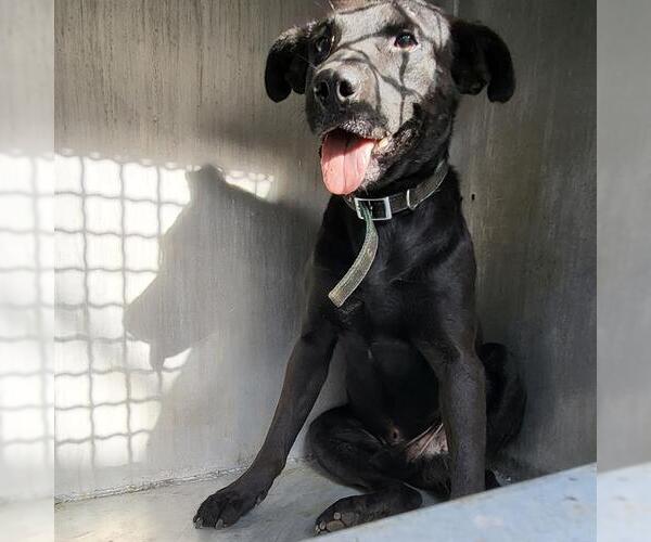 Medium Photo #1 Labrador Retriever-Unknown Mix Puppy For Sale in San Antonio, TX, USA