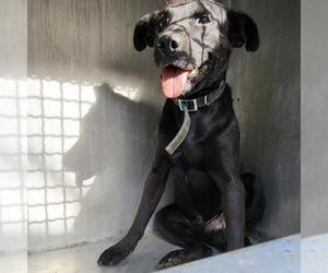 Labrador Retriever-Unknown Mix Dogs for adoption in San Antonio, TX, USA
