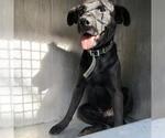 Small Labrador Retriever Mix