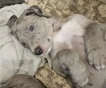Small #2 Irish Dane