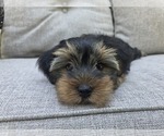 Small #11 Yorkshire Terrier