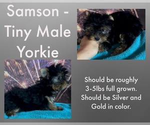 Yorkshire Terrier Puppy for sale in AZLE, TX, USA