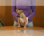 Small #1 American Bully