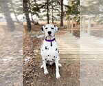 Small Photo #5 Dalmatian Puppy For Sale in Fargo, ND, USA