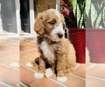 Small Photo #6 Goldendoodle (Miniature) Puppy For Sale in HENDERSONVILLE, NC, USA