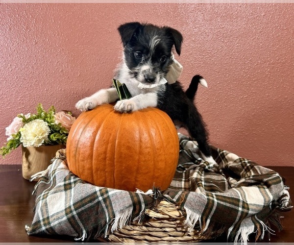Medium Photo #3 Miniature Schnauzzie Puppy For Sale in RICHLAND, MO, USA