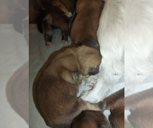 Medium Photo #3 Shih Tzu Puppy For Sale in FANNING SPGS, FL, USA