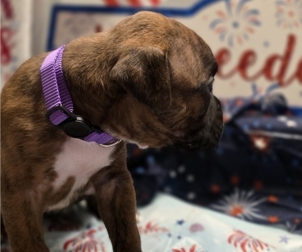 Medium Photo #4 Boxer Puppy For Sale in FORT MYERS, FL, USA