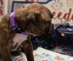 Small #3 Boxer