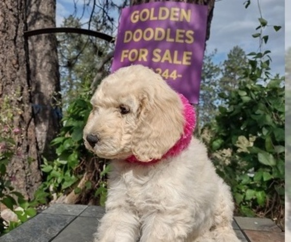 Medium Photo #9 Goldendoodle Puppy For Sale in AIRWAY HEIGHTS, WA, USA