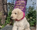 Small #8 Goldendoodle
