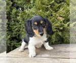 Small #4 Dachshund