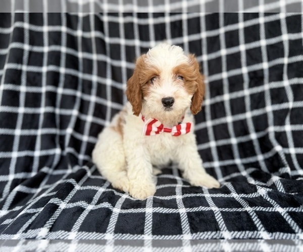 Medium Photo #3 Cavapoo (Standard) Puppy For Sale in LAKELAND, FL, USA