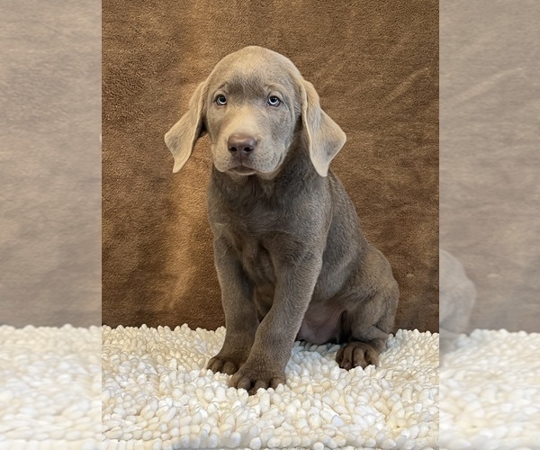 Medium Photo #3 Labrador Retriever Puppy For Sale in MARTINSVILLE, IN, USA