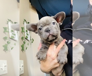French Bulldog Puppy for sale in VICTORVILLE, CA, USA