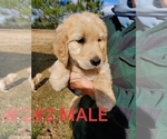 Small Photo #15 Goldendoodle Puppy For Sale in CLARKSVILLE, TX, USA