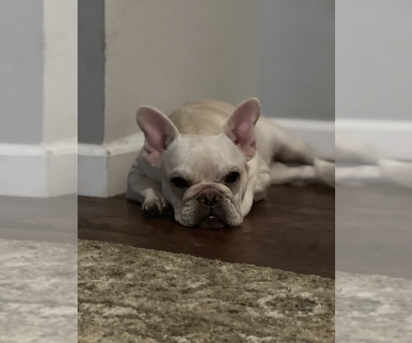 Medium Photo #3 French Bulldog Puppy For Sale in TN OF TONA, NY, USA