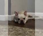 Small #2 French Bulldog