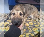 Small Photo #8 Dutch Shepherd -Unknown Mix Puppy For Sale in Chico, CA, USA