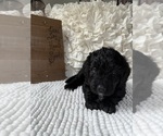 Small #8 Bernedoodle