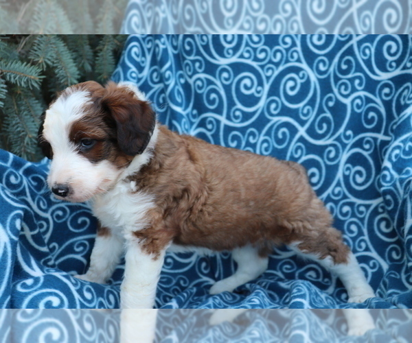 Medium Photo #3 Aussiedoodle Puppy For Sale in SHILOH, OH, USA