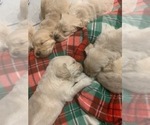 Small Photo #13 Golden Retriever Puppy For Sale in MELISSA, TX, USA