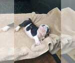 Small Photo #7 English Bulldog Puppy For Sale in NORFOLK, VA, USA