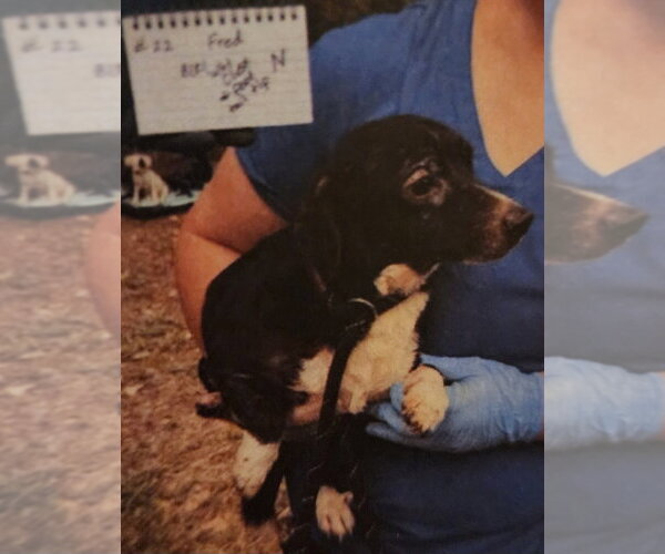 Medium Photo #2 Chiweenie Puppy For Sale in Great Bend, KS, USA