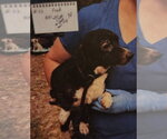 Small #1 Chiweenie