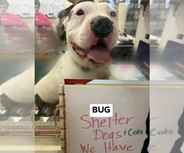 Medium Photo #8 American Staffordshire Terrier-Unknown Mix Puppy For Sale in Richmond, IN, USA